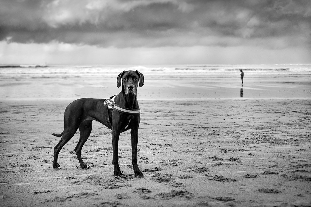 A dog on wet sand with the sea in the background.